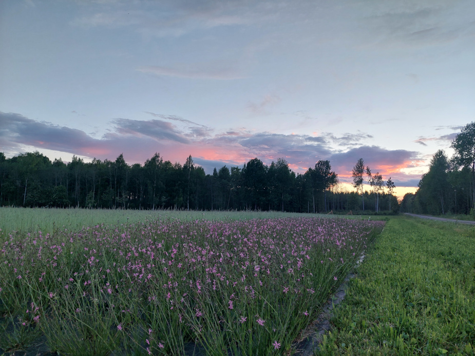 Gökblomster i skymningsljus