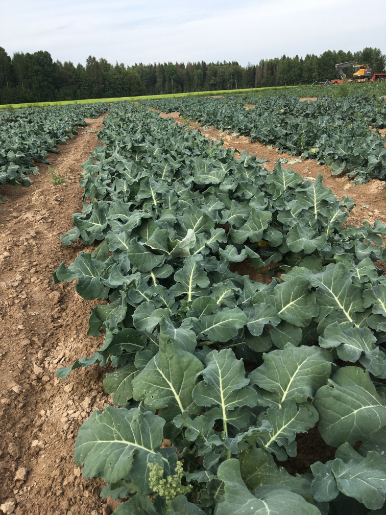 Broccoli