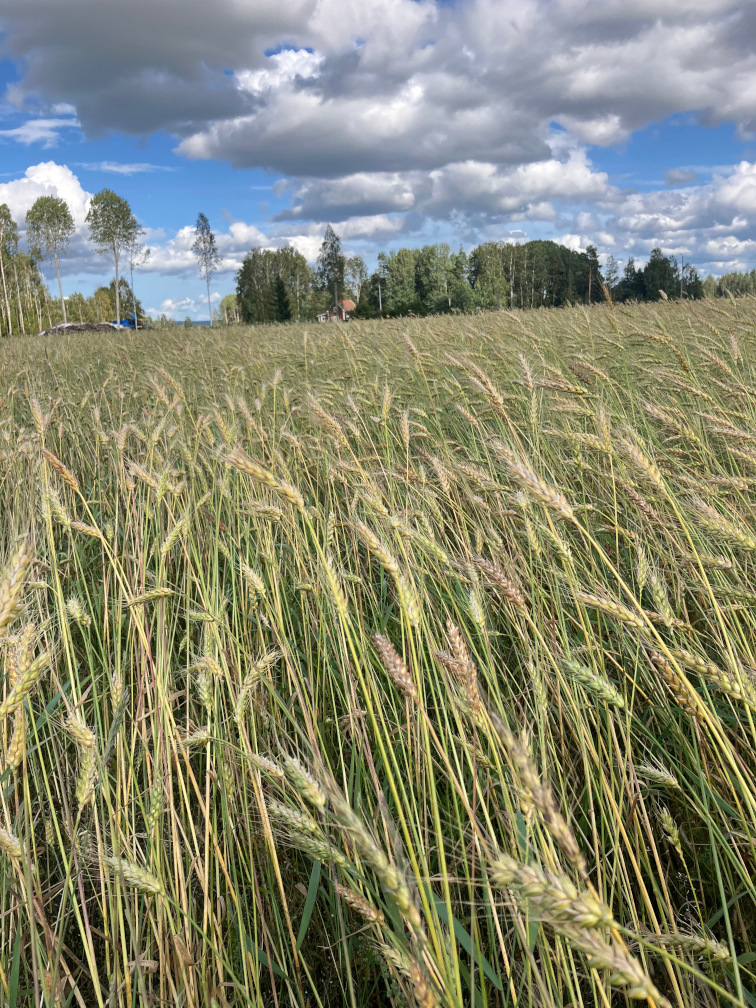 Råg